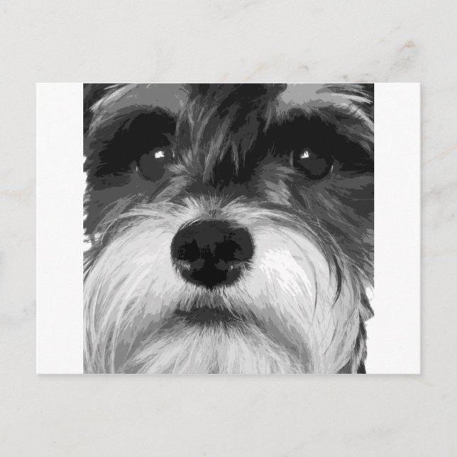 Ein Schwarz-Weiß-Miniaturschnauzer Postkarte (Vorderseite)
