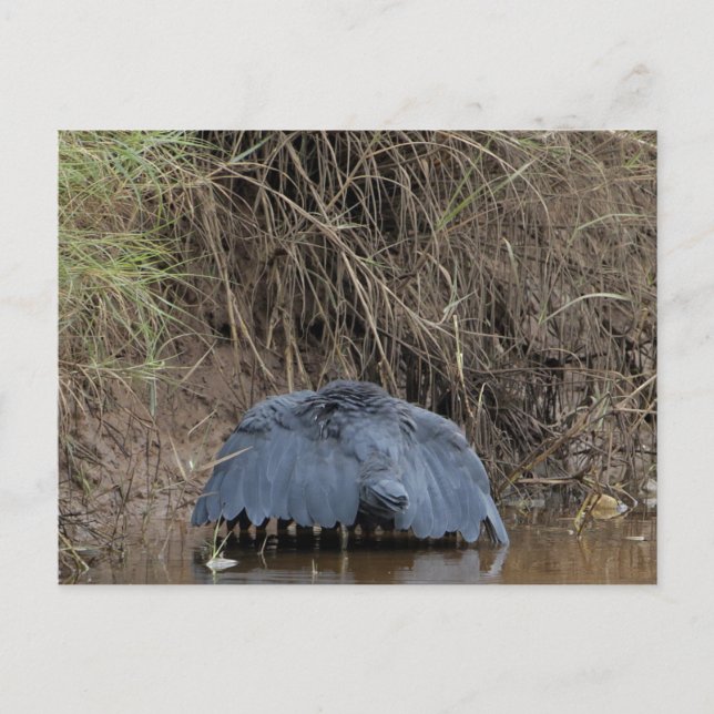 Ein schwarzer Heronhimmel fütternd Postkarte (Vorderseite)