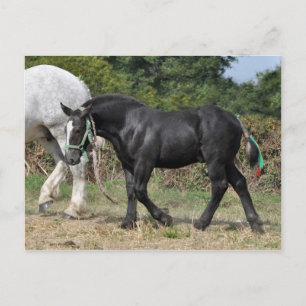 Ein schwarzer Percheron-Fohlen in Frankreich Postkarte