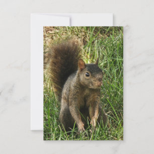 Ein schwarzes Eichhörnchen RSVP Karte
