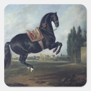 Ein schwarzes Pferd darstellend den Courbette Quadratischer Aufkleber