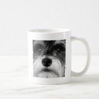 Ein Schwarzweiss-Zwergschnauzer