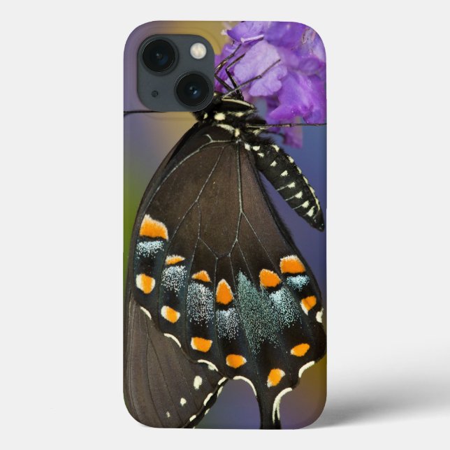 Ein Schwefel Schmetterling Case-Mate iPhone Hülle (Rückseite)