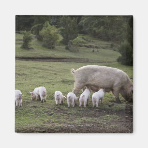 Ein Schwein mit Ferkeln auf einem Gebiet Magnet