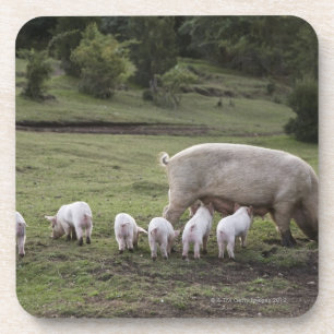 Ein Schwein mit Ferkeln auf einem Gebiet Untersetzer