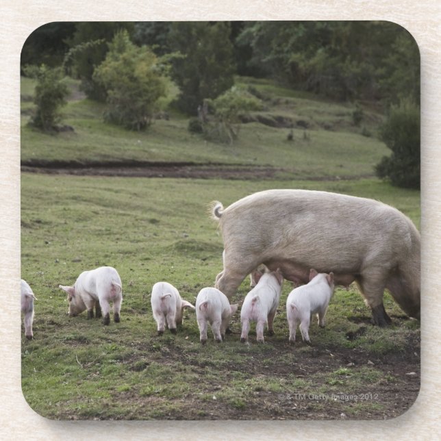 Ein Schwein mit Ferkeln auf einem Gebiet Untersetzer (Vorderseite)