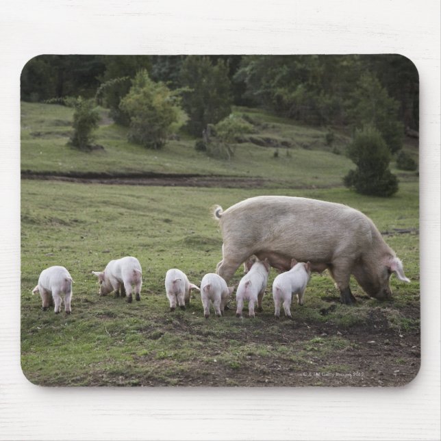 Ein Schwein mit Ferkeln im Feld Mousepad (Vorne)