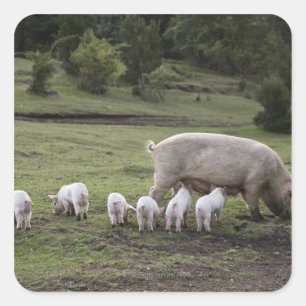 Ein Schwein mit Ferkeln im Feld Quadratischer Aufkleber