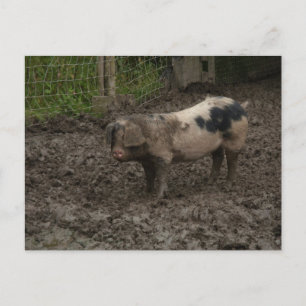 Ein Schweine im Schlamm Postkarte