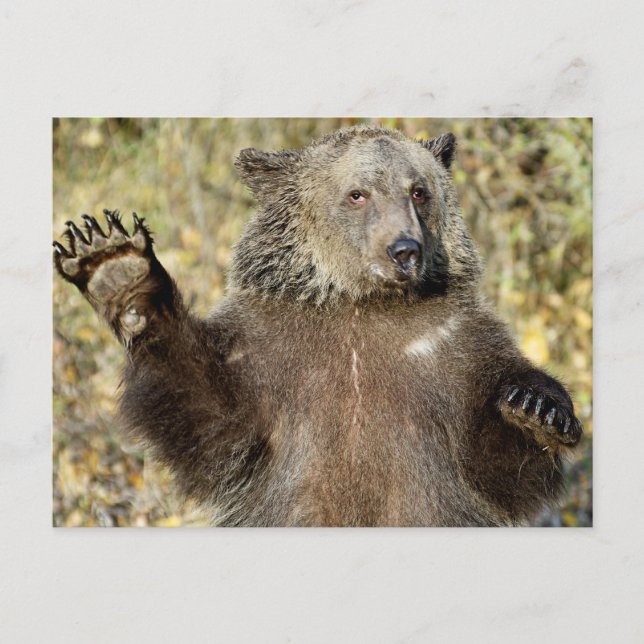 Ein schwellender Grizzlybär Postkarte (Vorderseite)