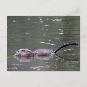 Ein schwimmender und fressender Muskrat. Postkarte