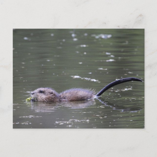 Ein schwimmender und fressender Muskrat. Postkarte (Vorderseite)