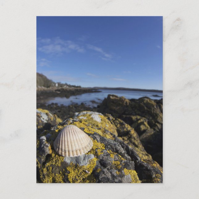 Ein Seashell sitzt auf einem Felsen | Dumfries, Postkarte (Vorderseite)