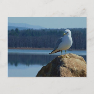 Ein See Champlain Sea Gull Postkarte