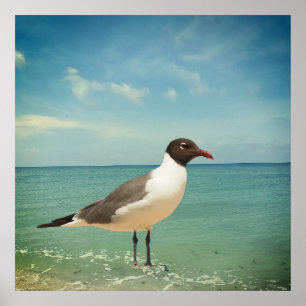 Ein Seeadler Poster