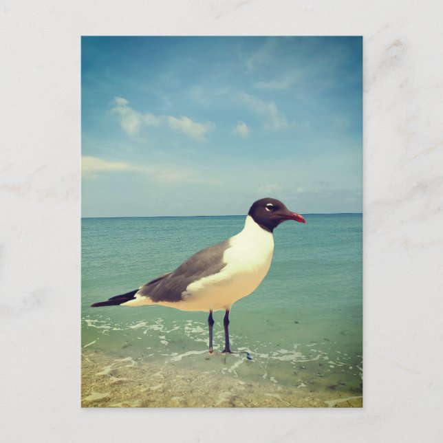 Ein Seeadler Postkarte (Vorderseite)