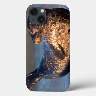 Ein Seehundbaby hebt seinen Schwanz Case-Mate iPhone Hülle