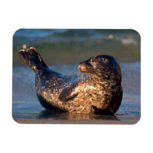 Ein Seehundbaby hebt seinen Schwanz Magnet