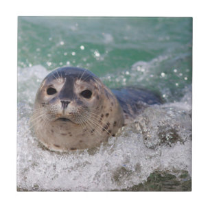Ein Seehundbaby surft Fliese