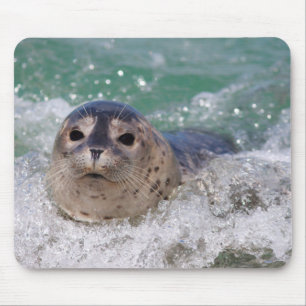 Ein Seehundbaby surft Mousepad