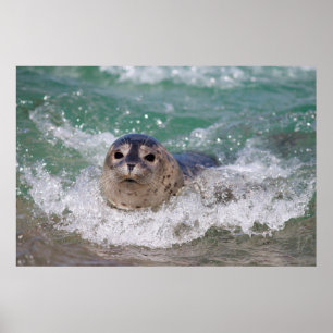 Ein Seehundbaby surft Poster