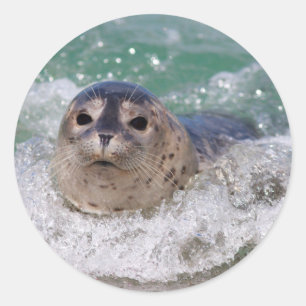 Ein Seehundbaby surft Runder Aufkleber