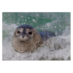 Ein Seehundbaby surft Schneidebrett