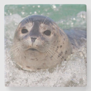 Ein Seehundbaby surft Steinuntersetzer