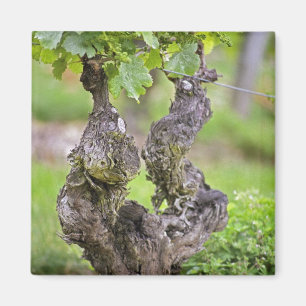 Ein sehr alter Rebstock im Weinberg Clos de l'Echo Magnet