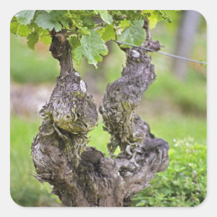 Ein sehr alter Rebstock im Weinberg Clos de l'Echo Quadratischer Aufkleber