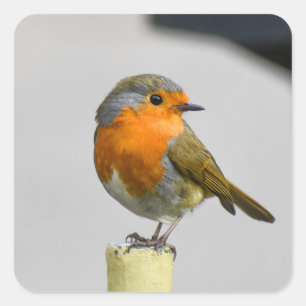 Ein sehr Atemberaubender Robin Quadratischer Aufkleber