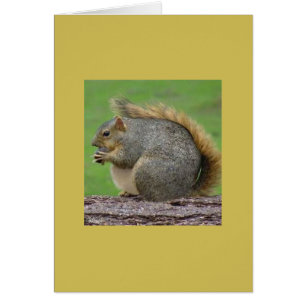 Ein sehr fettes Eichhörnchen