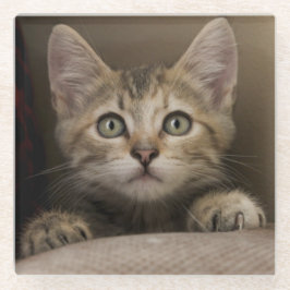 Ein sehr süßes Tabby-Kätzchen Glasuntersetzer