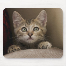 Ein sehr süßes Tabby-Kätzchen Mousepad