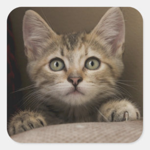 Ein sehr süßes Tabby-Kätzchen Quadratischer Aufkleber