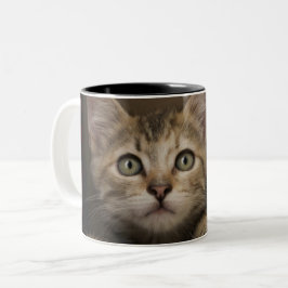 Ein sehr süßes Tabby-Kätzchen Zweifarbige Tasse