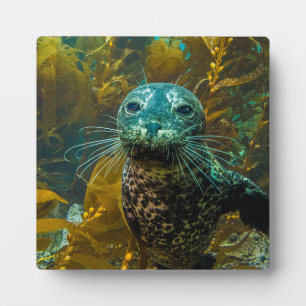 Ein seltsamer Hafen Siegel Kelp Forest   Santa Bar Fotoplatte