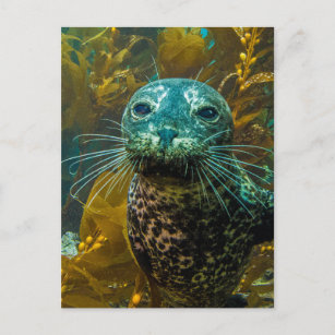 Ein seltsamer Hafen Siegel Kelp Forest   Santa Bar Postkarte
