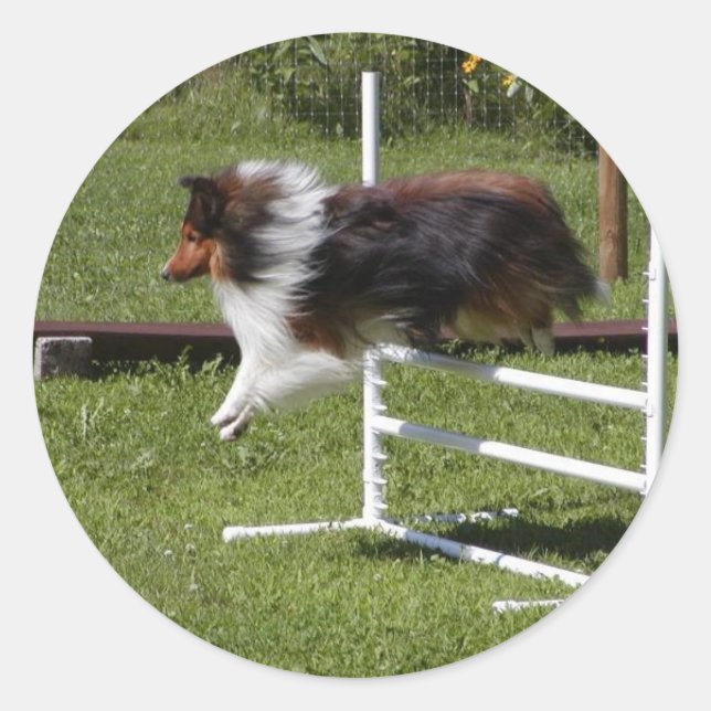 Ein Sheltie reinigt die Bar Runder Aufkleber (Vorderseite)