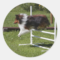 Ein Sheltie reinigt die Bar