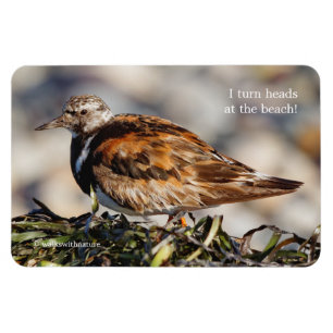 Ein Showstop Ruddy Turnstone Magnet