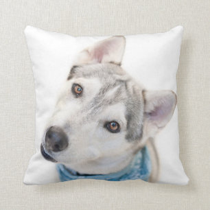 Ein sibirischer Husky-Mix kippt seinen Kopf Kissen
