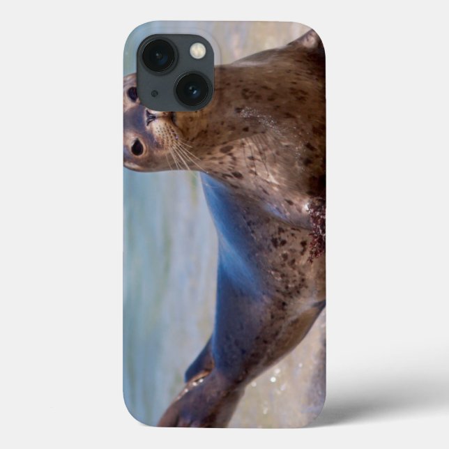 Ein Siegel am Strand entlang der Pazifikküste Case-Mate iPhone Hülle (Rückseite)