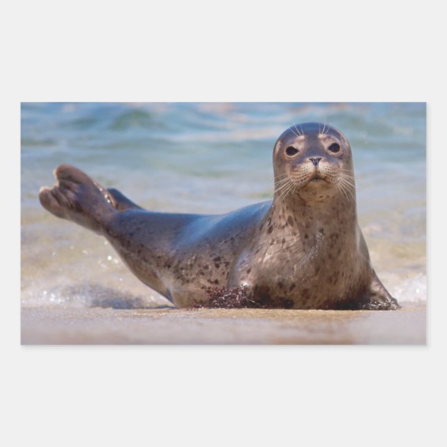 Ein Siegel am Strand entlang der Pazifikküste Rechteckiger Aufkleber (Vorderseite)
