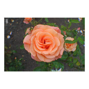 Ein Single Orange-Blume Fotodruck