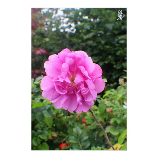 Ein Single Rosa Blume Fotodruck (Vorne)