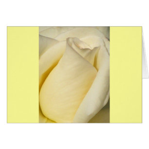 Ein Single Rose_