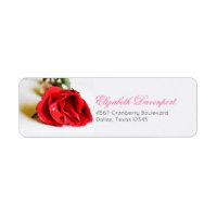 Ein Single Rote Rose Minimalistisch Elegant