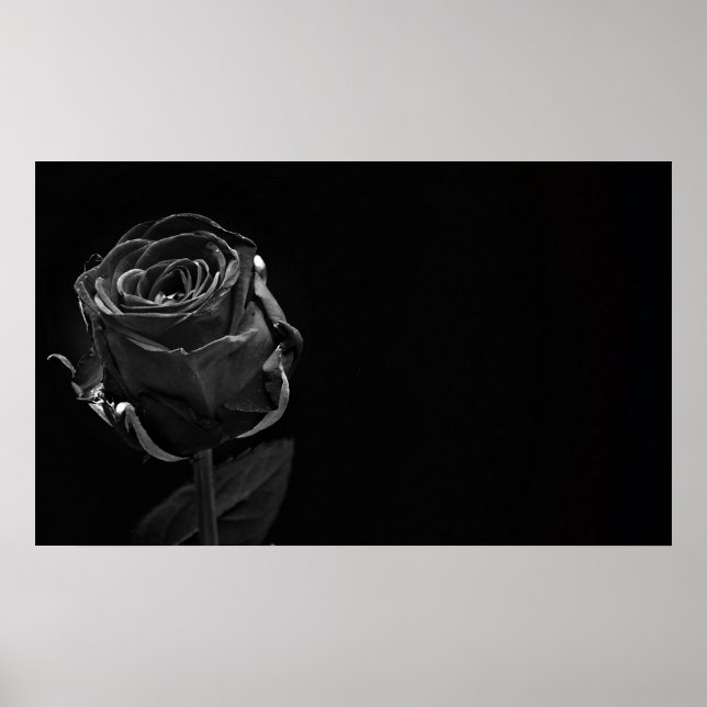 Ein Single Schwarze Rose Poster (Vorne)