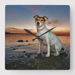 Ein sitzender Strand Jack-Russells Strand-  Quadratische Wanduhr